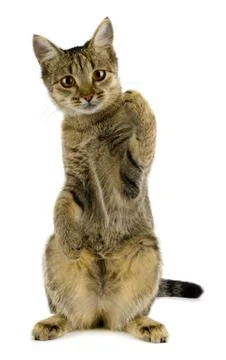 Tabby cat Foto stock