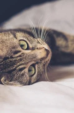 Tabby cat Foto stock