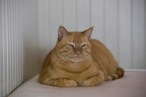 Tabby Cat Stock-Fotos