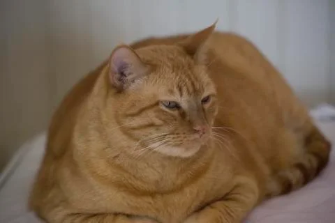 Tabby Cat Stock Photos