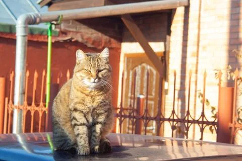 Tabby cat Stock Photos