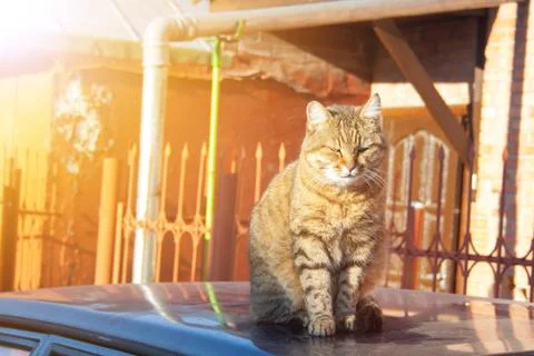 Tabby cat Stock Photos