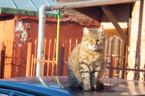 Tabby cat Stock Photos