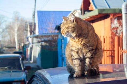 Tabby cat Stock Photos