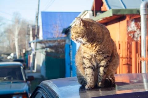 Tabby cat Stock Photos