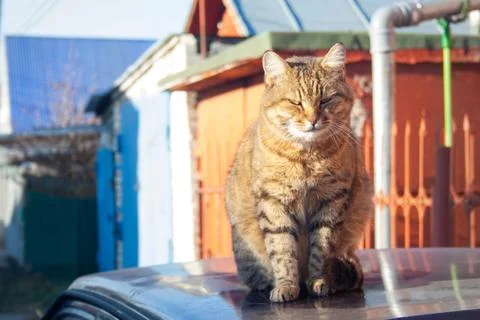 Tabby cat Stock Photos