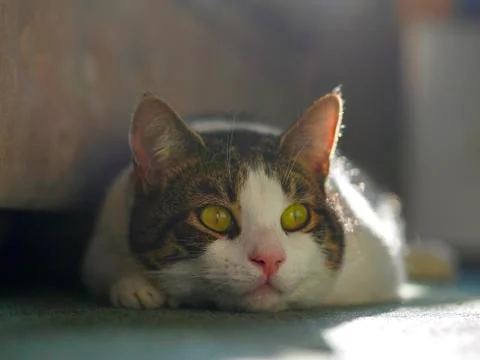 Tabby Cat Stock Photos