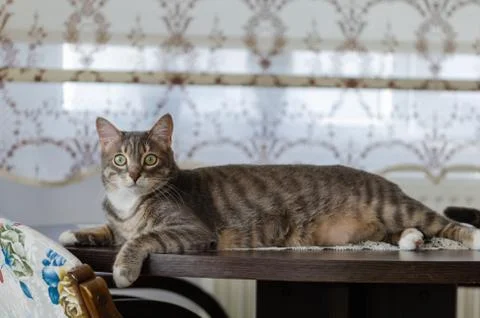 Tabby cat Stock Photos