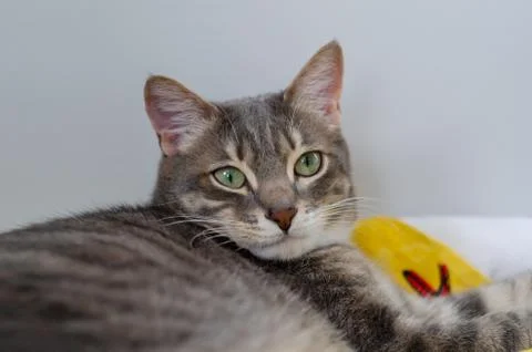 Tabby cat Stock Photos