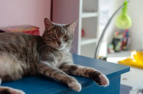 Tabby cat Stock Photos