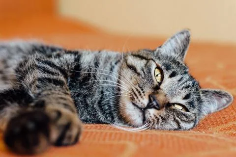 Tabby cat Stock Photos