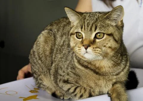 Tabby Cat Stock Photos