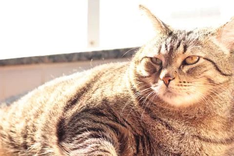 Tabby Cat Stock Photos