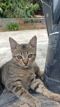 Tabby cat Foto stock