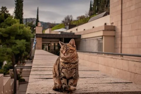 A tabby cat 스톡 사진