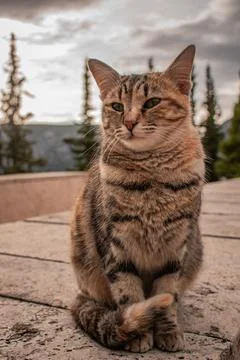 A tabby cat 스톡 사진
