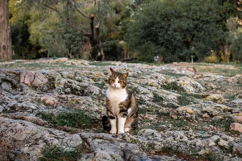 A tabby cat Stock-Fotos