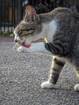 Tabby cat. Stock Photos