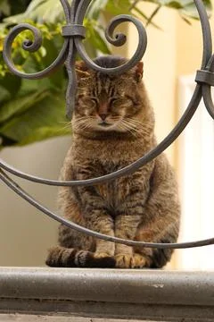 A tabby cat. Fotos de archivo
