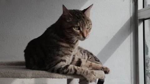 Tabby cat playing and scratching itself on a scratching post Stock Footage 336468219