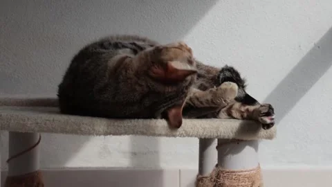 Tabby cat playing and scratching itself on a scratching post Stock Footage 337890277