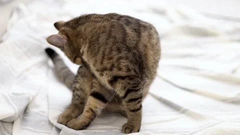 Tabby cat playing with ball,groom himself,playing jumping Video stock 239300546
