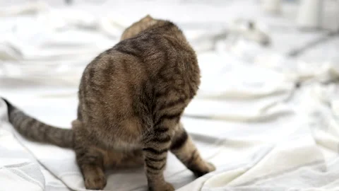 Tabby cat playing with ball,groom himself,playing jumping Video stock 239300680