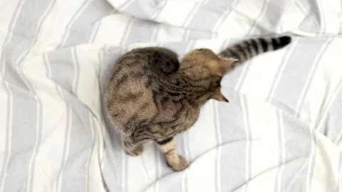 Tabby cat playing with ball,groom himself,playing jumping Video stock 239300732