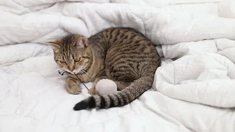 Tabby cat playing with ball,groom himself,playing jumping Video stock 239300832