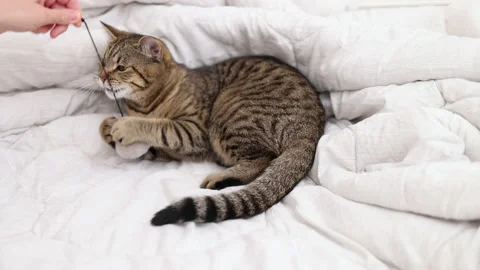 Tabby cat playing with ball,groom himself,playing jumping Video stock 239300835