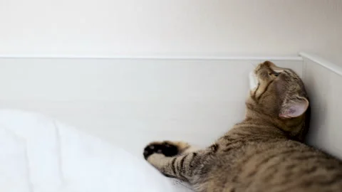 Tabby cat playing with ball,groom himself,playing jumping Video stock 239301093