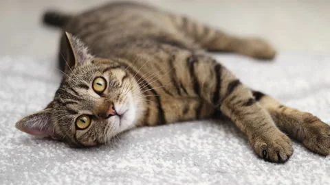 Tabby cat playing with ball,groom himself,playing jumping Video stock 239301302