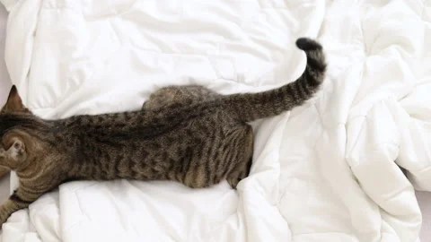 Tabby cat playing with ball,groom himself,playing jumping Stock Footage 239302146