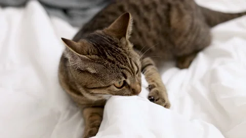 Tabby cat playing with ball,groom himself,playing jumping Stock Footage 239302250