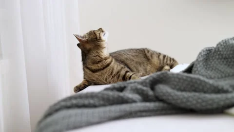 Tabby cat playing with ball,groom himself,playing jumping Stock Footage 239302314