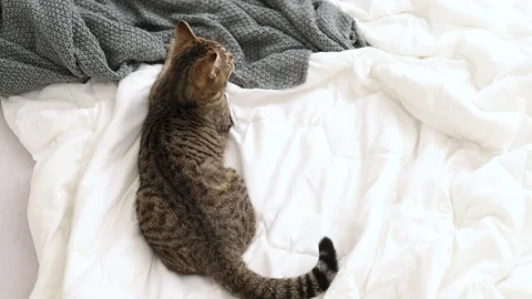 Tabby cat playing with ball,groom himself,playing jumping Video stock 239302329