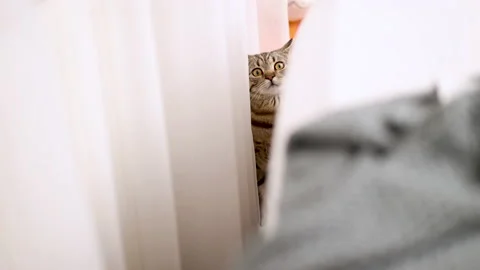 Tabby cat playing with ball,groom himself,playing jumping Stock Footage 239302361