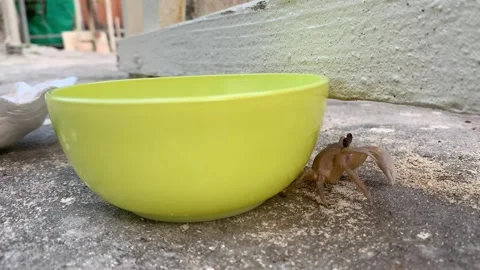 Tabby Cat Playing With Crab. Stock Footage 267561819