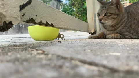 Tabby Cat Playing With Crab. Stock Footage 267561850