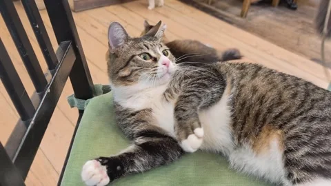 Tabby Cat Playing With Feather Toy On Shelter Chair Stock Footage 334298608