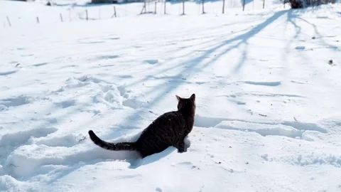 Tabby cat playing jumps on deep snowdrifts in the sun Stock Footage 255766981