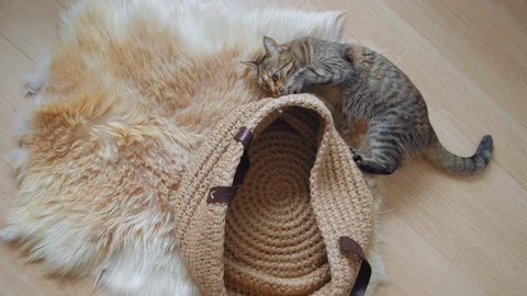 Tabby Cat playing with linen craft basket. Сhews and scratches it. Slow UHD 스톡 동영상 124501038