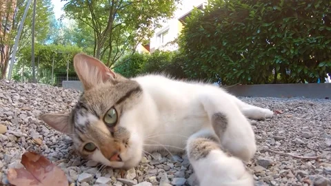 Tabby Cat playing outside on summer day - 1080p 60fps. Stock Footage 134958743