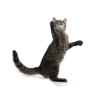 Tabby cat playing Fotos Stock