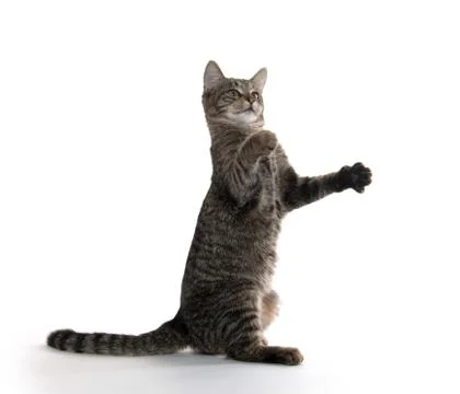 Tabby cat playing Foto stock