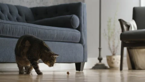 Tabby cat playing with rolling ball in living room 스톡 동영상 145555469