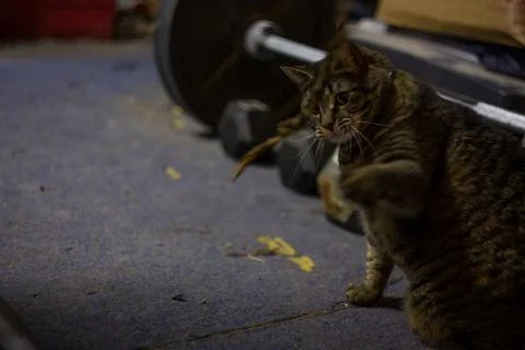 Tabby Cat Playing with String Stock Photos