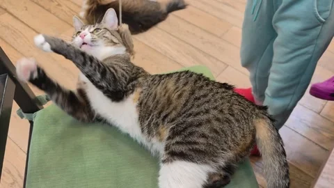 Tabby Cat Playing With Tassel Toy In Shelter Stock Footage 334298614