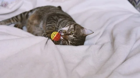Tabby cat playing with a toy on the couch Stock Footage 111661337