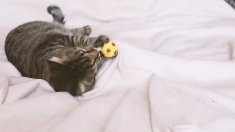 Tabby cat playing with a toy on the couch Stock Footage 111661338